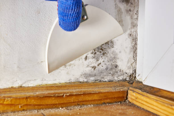 Best Indoor Air Quality Assessment  in Danville, AR