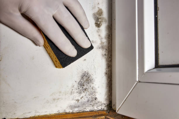 Best Crawl Space Mold Remediation  in Danville, AR